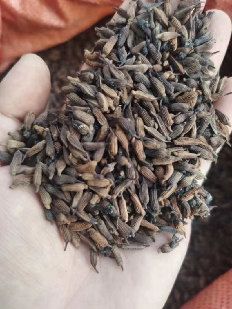 百部种子（成活率高）