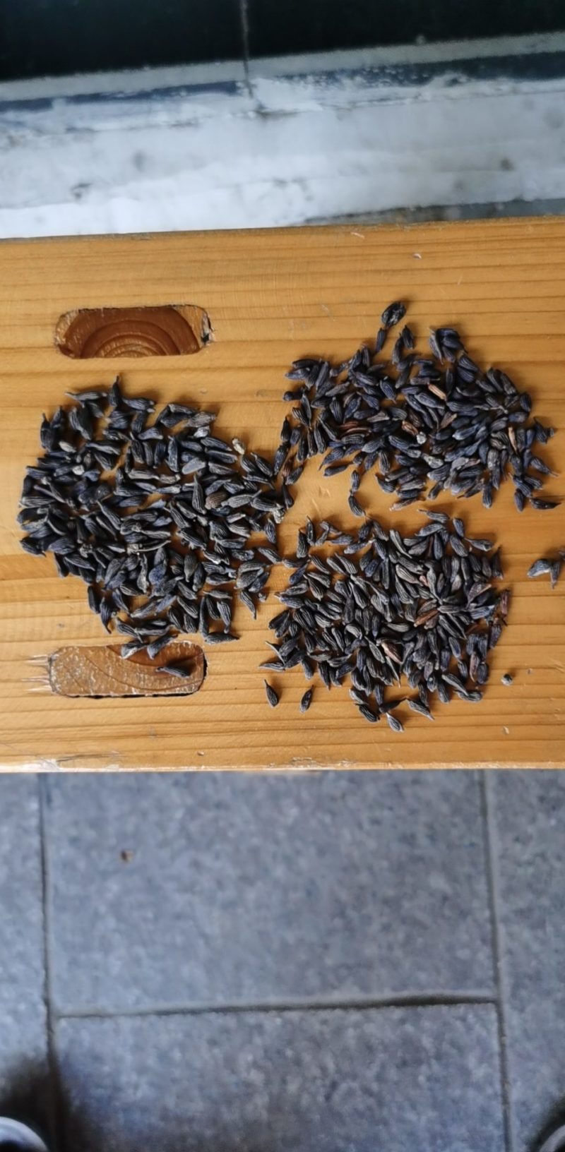 百部种子（成活率高）