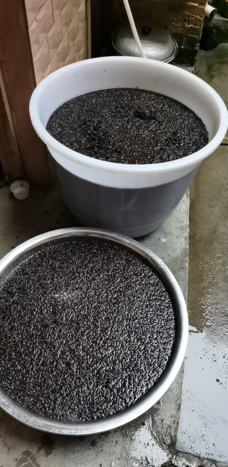 百部种子（成活率高）
