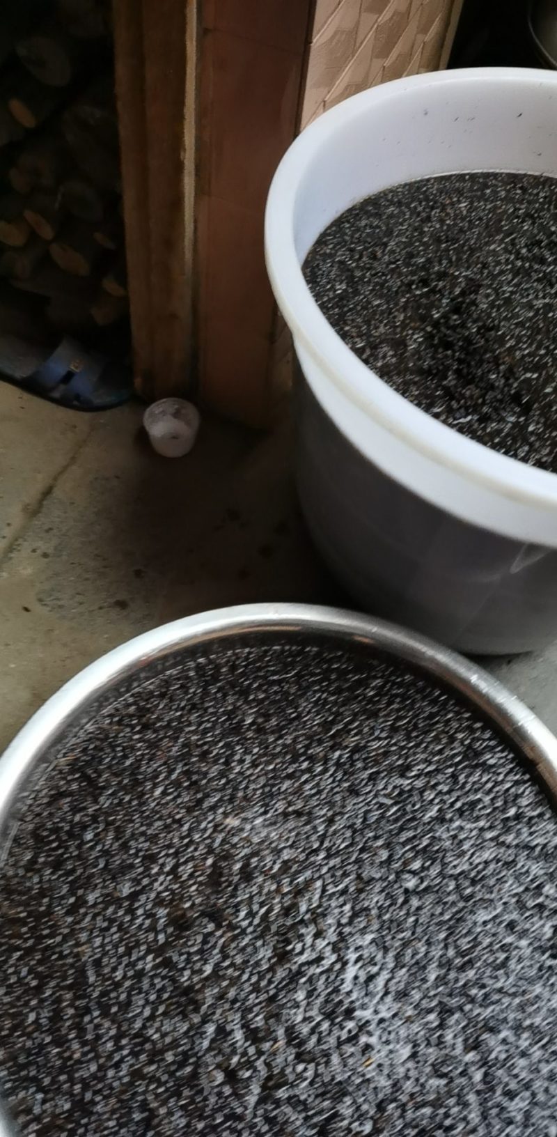 百部种子（成活率高）