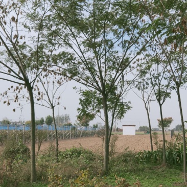 合欢。十公分合欢，十一公分合欢，园林绿化工程，