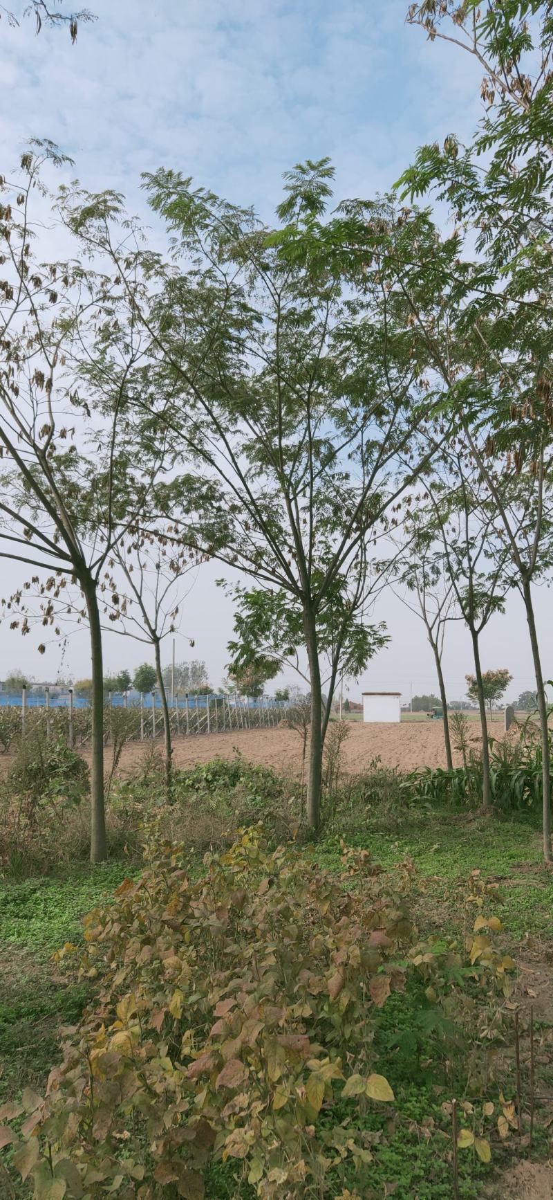 合欢。十公分合欢，十一公分合欢，园林绿化工程，