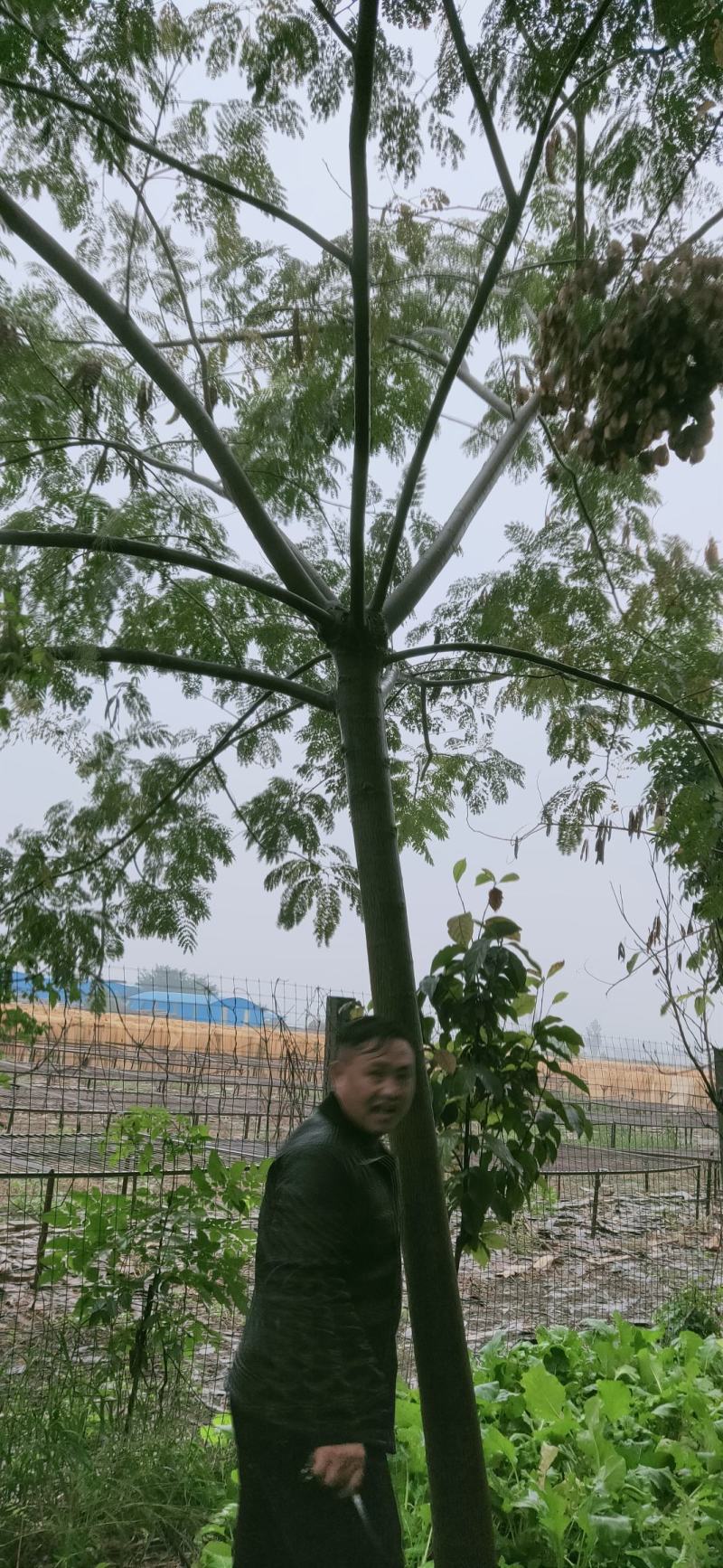 合欢。十公分合欢，十一公分合欢，园林绿化工程，