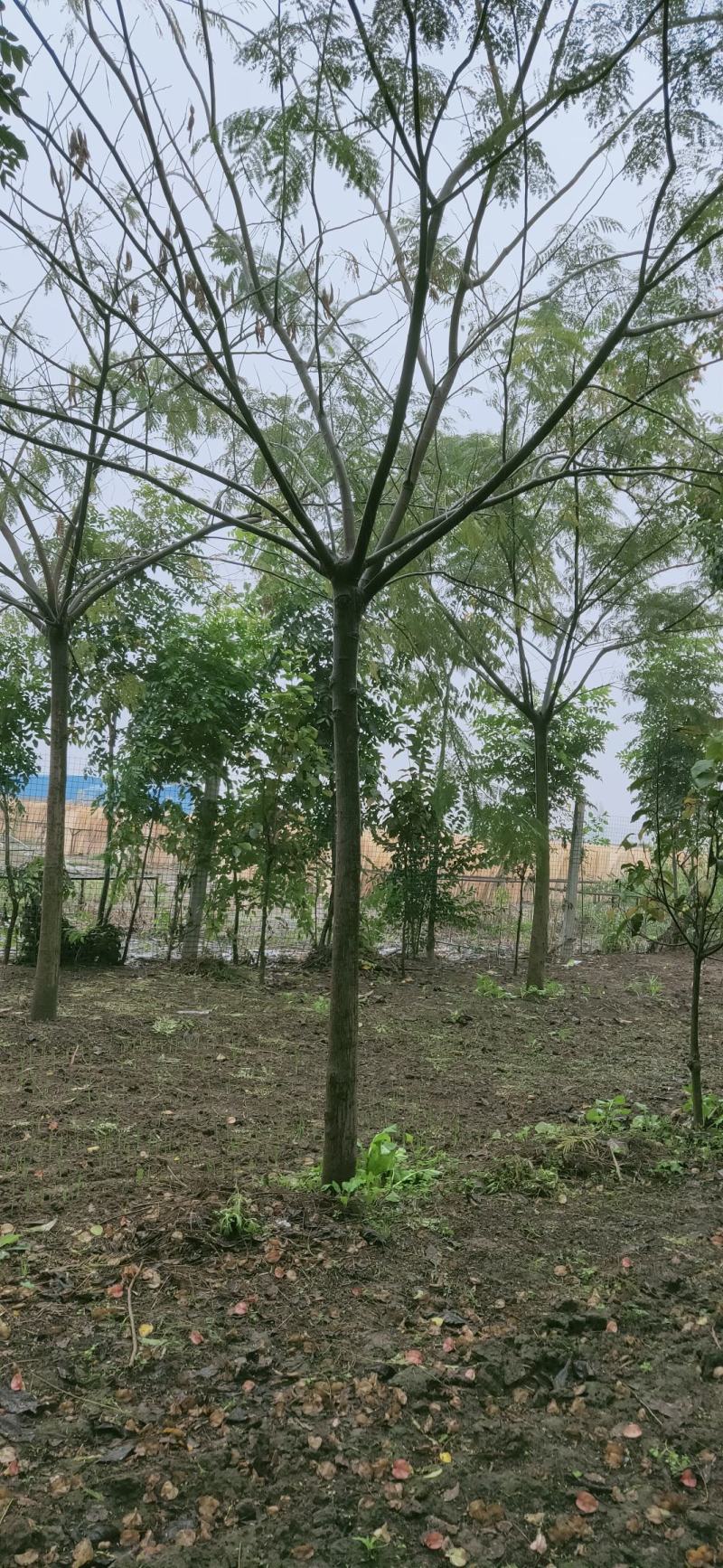 合欢。十公分合欢，十一公分合欢，园林绿化工程，