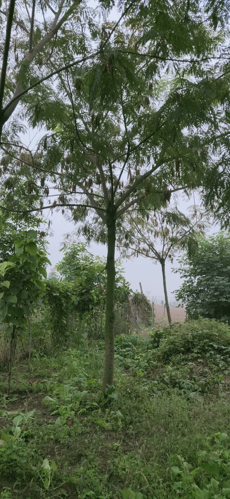 合欢。十公分合欢，十一公分合欢，园林绿化工程，