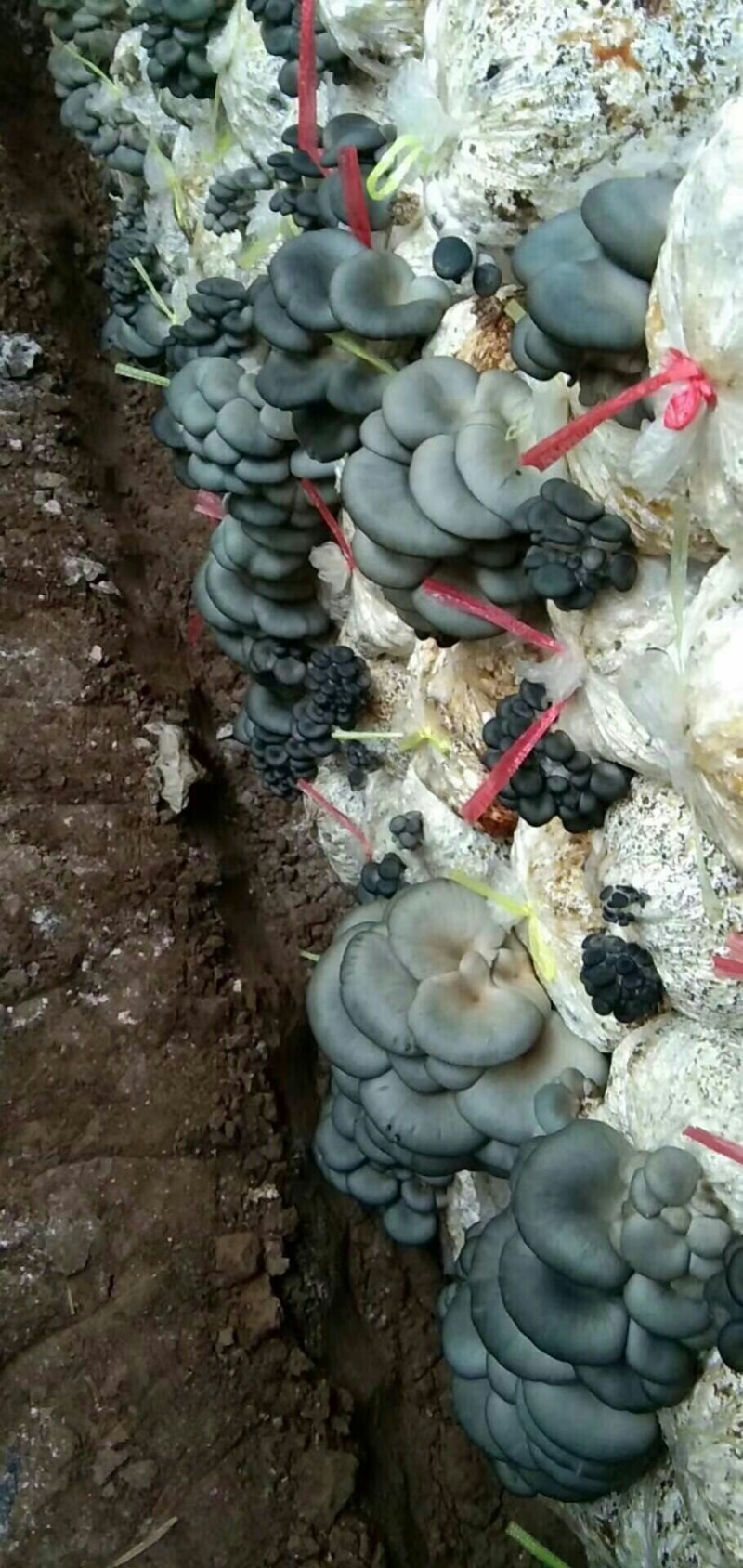平菇，刚下来，量不是很多，需要联系