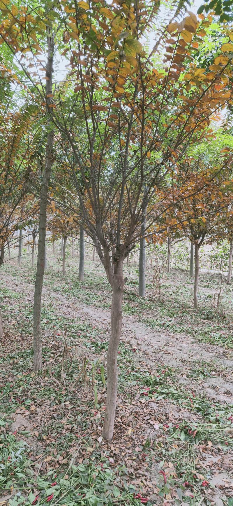 紫薇，6-15公分园林绿化工程紫薇树丛生紫薇，大紫薇