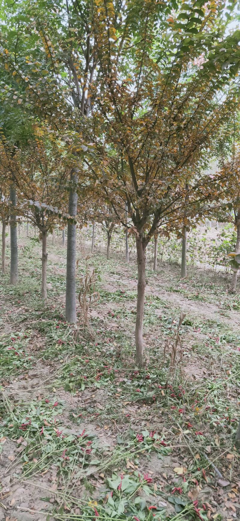 紫薇，6-15公分园林绿化工程紫薇树丛生紫薇，大紫薇