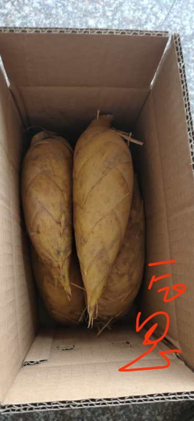 冬笋，黄泥冬笋，精品冬笋批发，一件代发1.3.5斤规格