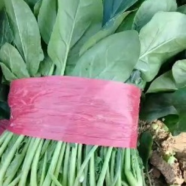 品种菠菜。大量上市。价格便宜。本人诚信，多年代办。有需要