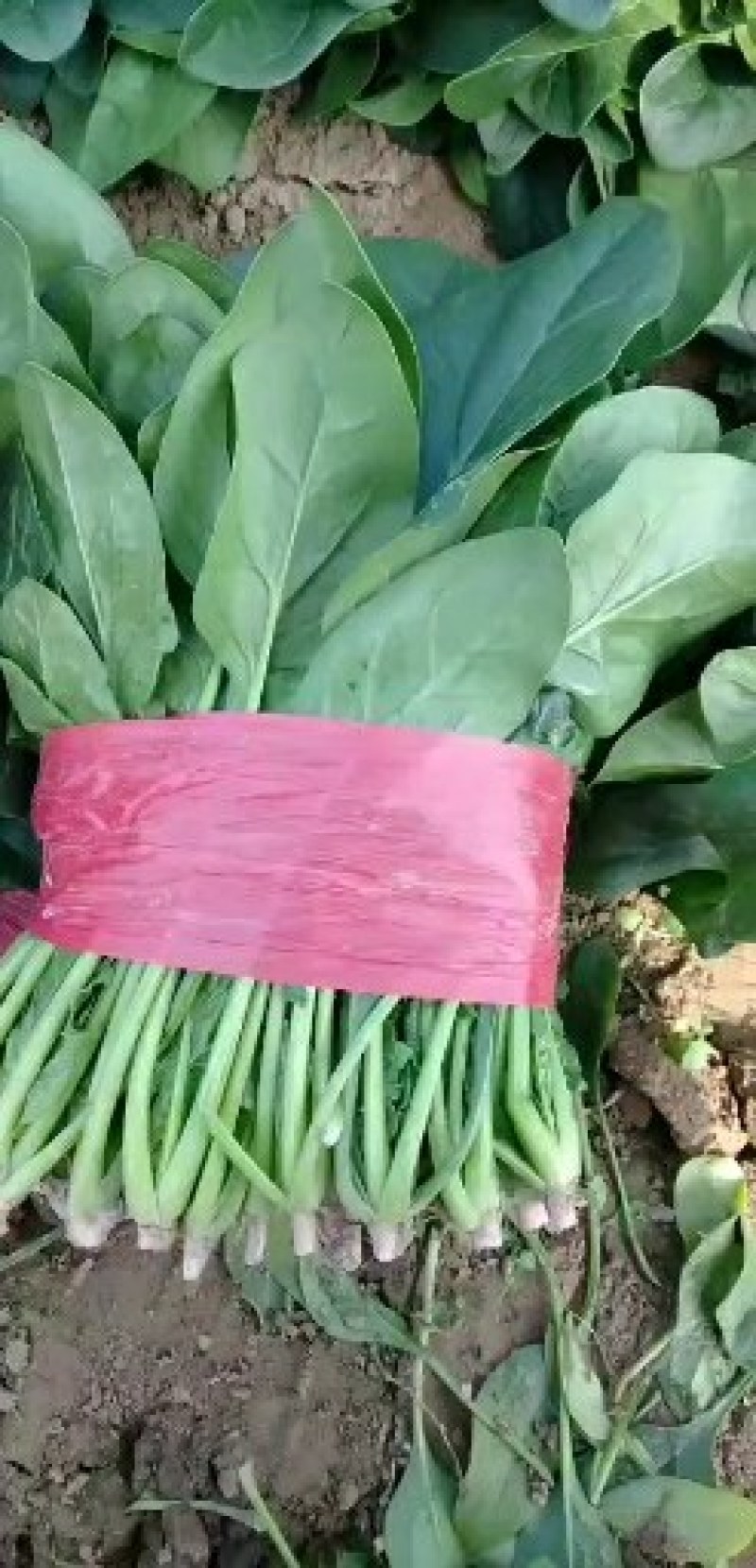 品种菠菜。大量上市。价格便宜。本人诚信，多年代办。有需要