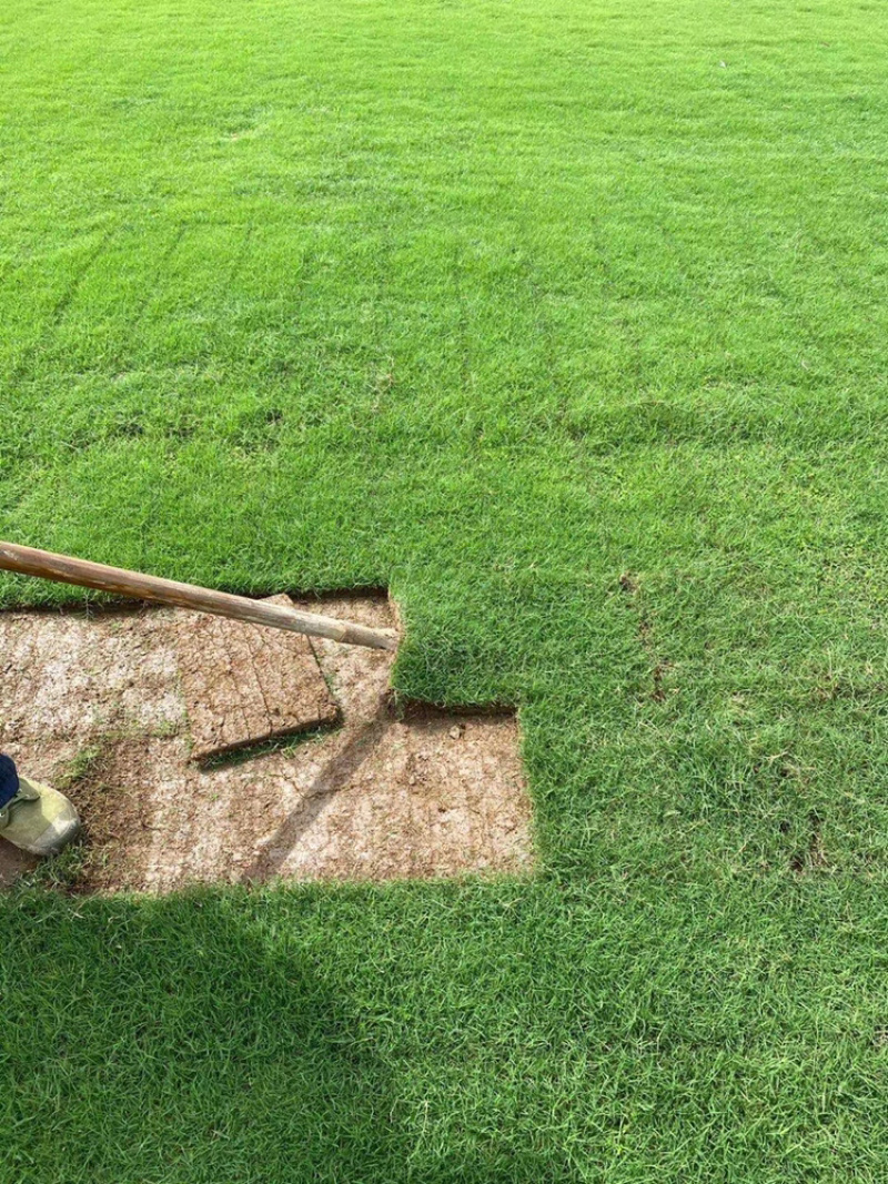 重庆草坪基地直销价格优惠