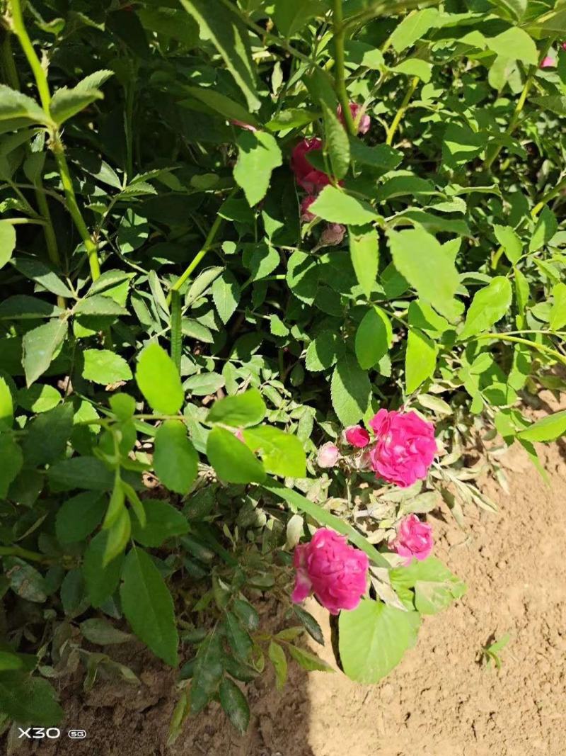 发财树高度50-60公分带盆包邮38元一颗