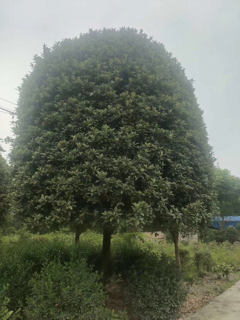 桂花四到十二公分大桂花，金桂花，银桂花，四季桂