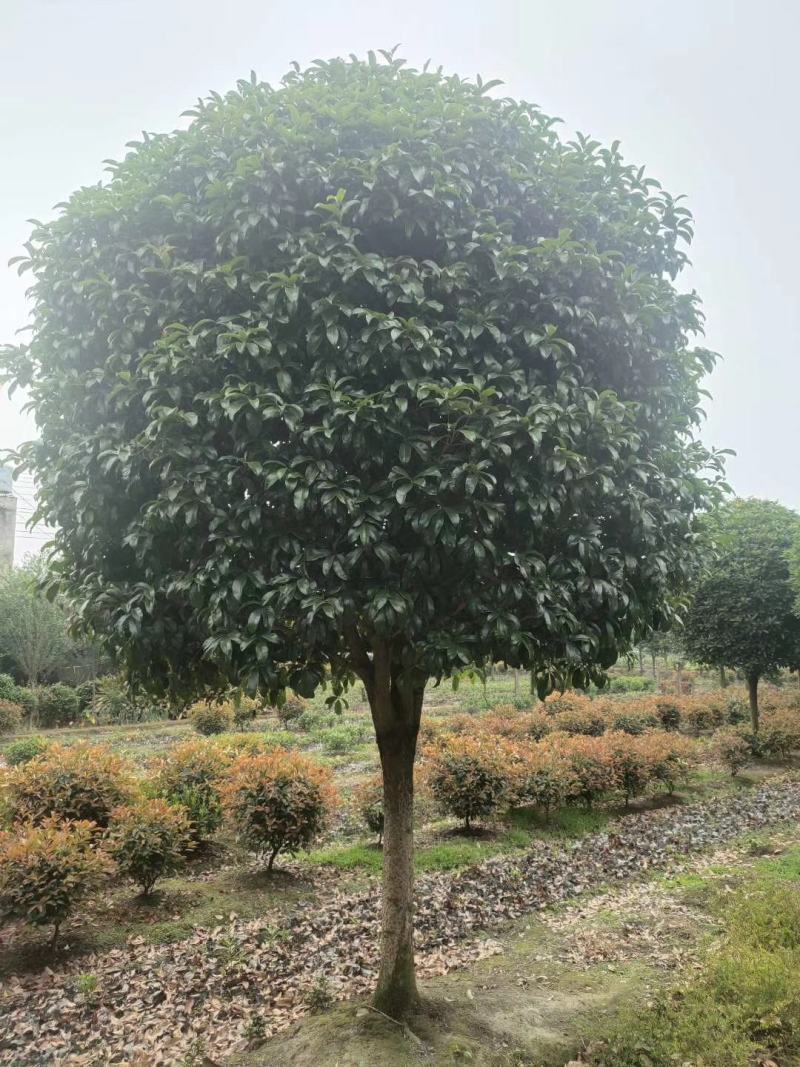 桂花四到十二公分大桂花，金桂花，银桂花，四季桂