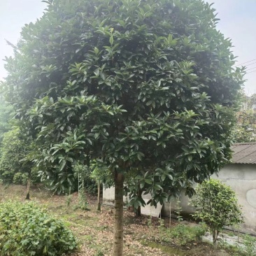 桂花四到十二公分大桂花，金桂花，银桂花，四季桂