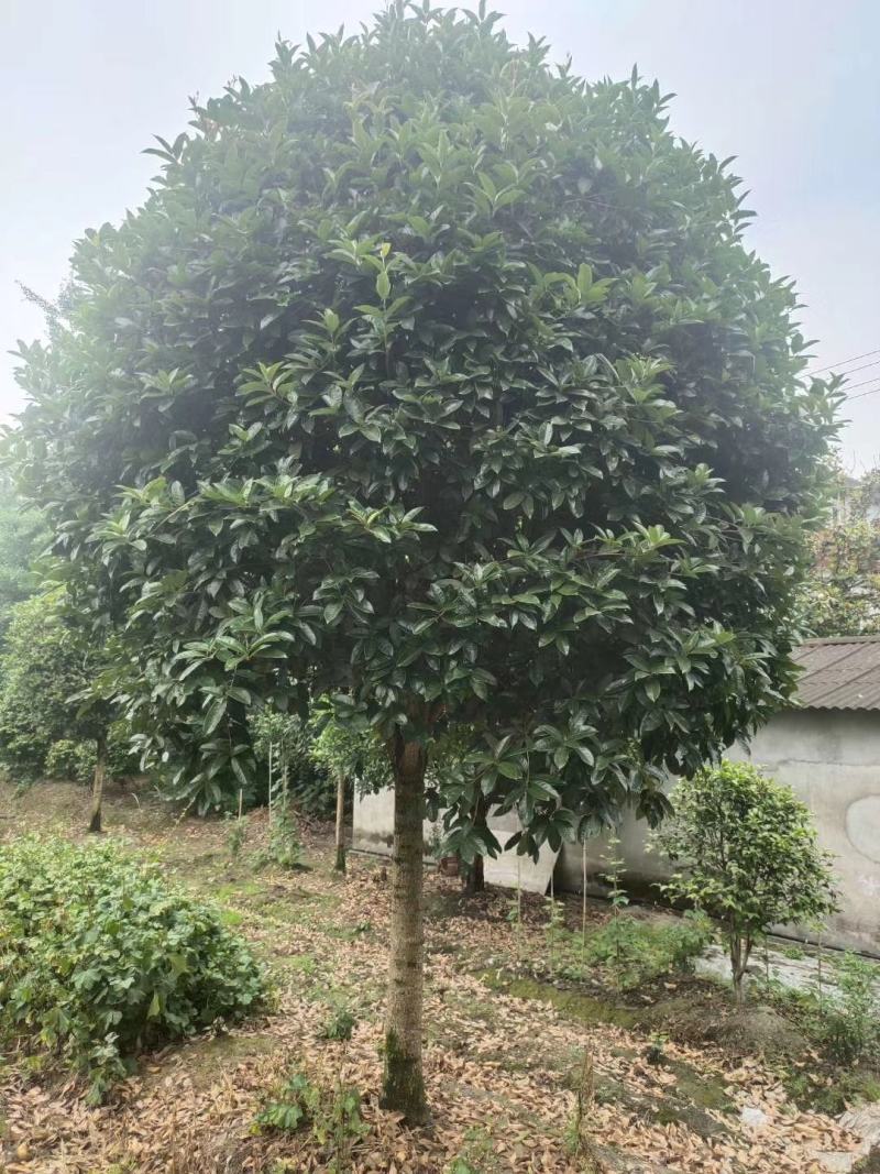 桂花四到十二公分大桂花，金桂花，银桂花，四季桂