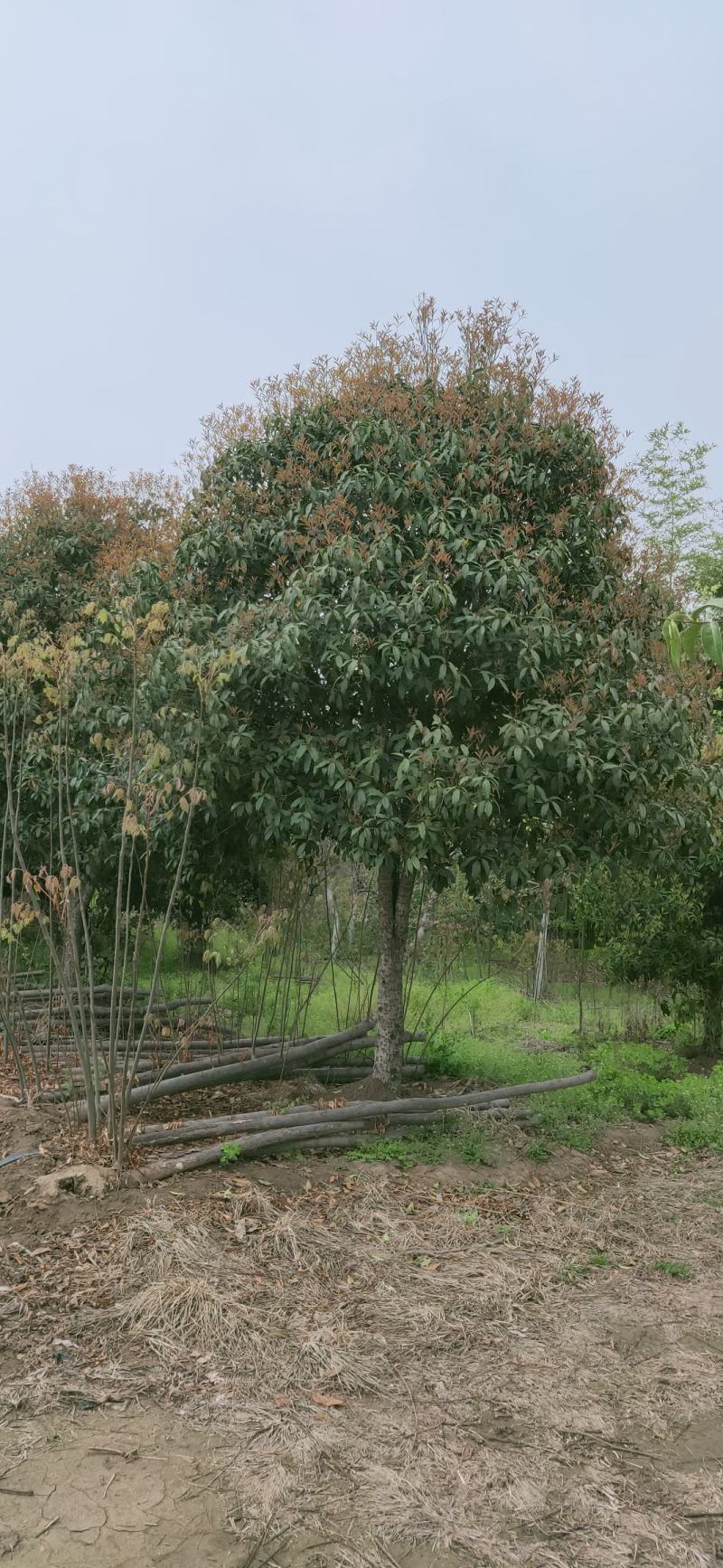 桂花四到十二公分大桂花，金桂花，银桂花，四季桂