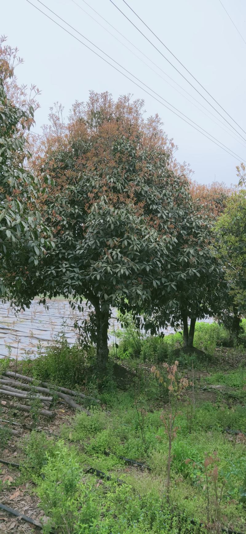 桂花四到十二公分大桂花，金桂花，银桂花，四季桂