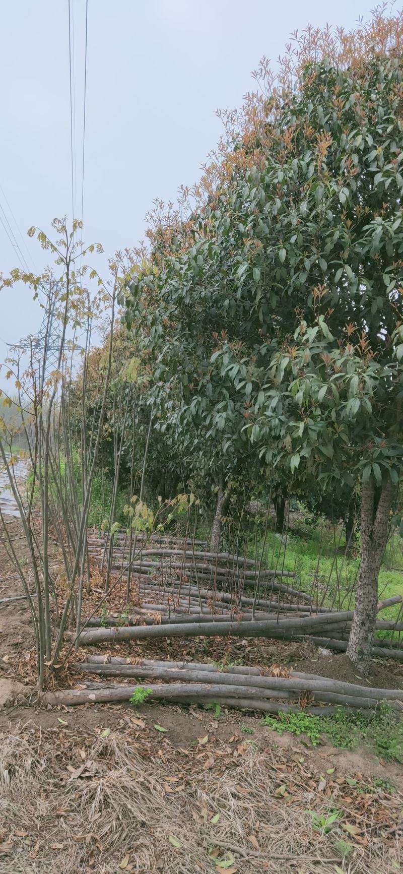 桂花四到十二公分大桂花，金桂花，银桂花，四季桂