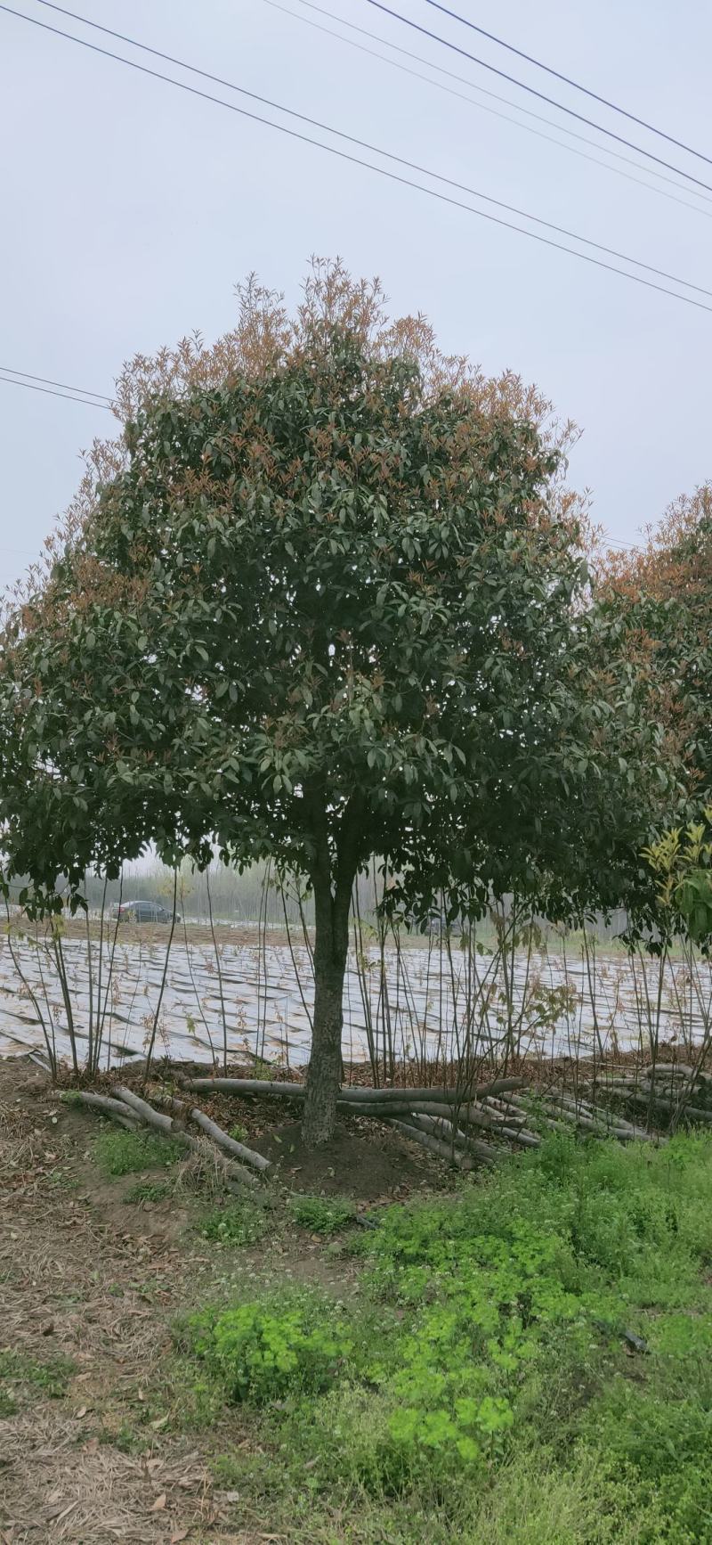 桂花四到十二公分大桂花，金桂花，银桂花，四季桂