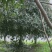 桂花四到十二公分大桂花，金桂花，银桂花，四季桂