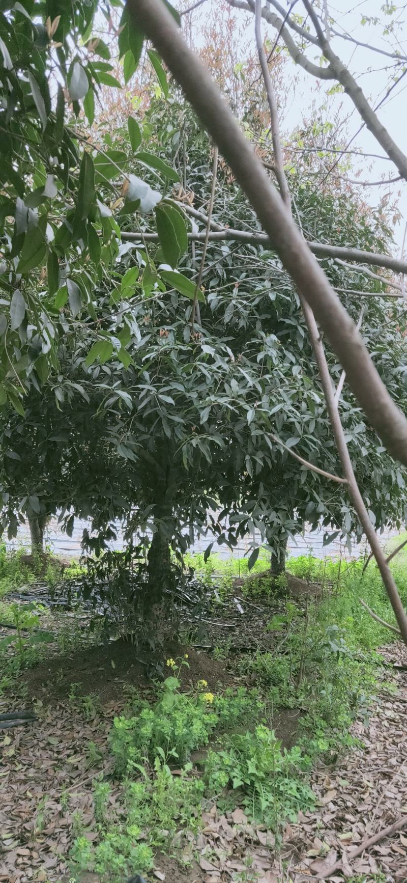 桂花四到十二公分大桂花，金桂花，银桂花，四季桂