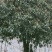 桂花四到十二公分大桂花，金桂花，银桂花，四季桂