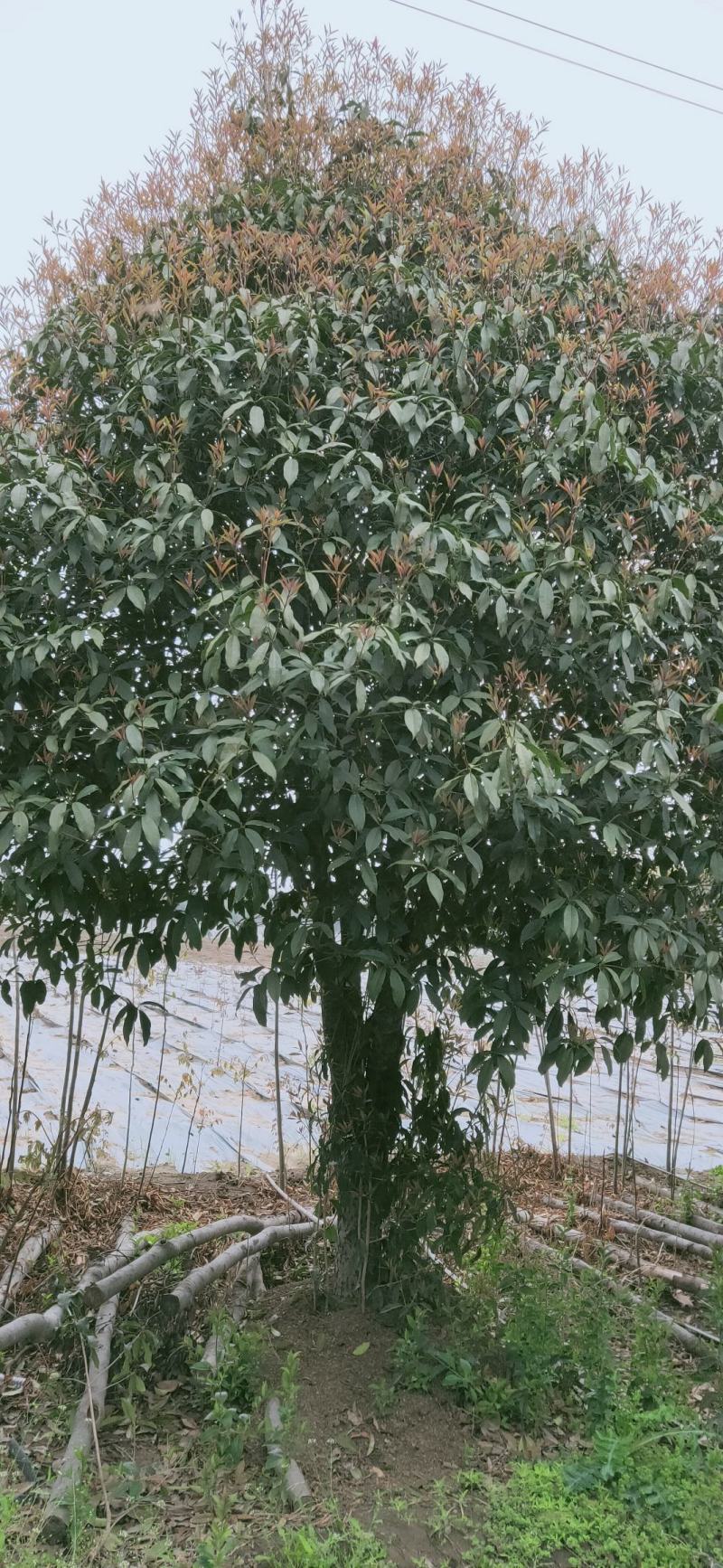 桂花四到十二公分大桂花，金桂花，银桂花，四季桂