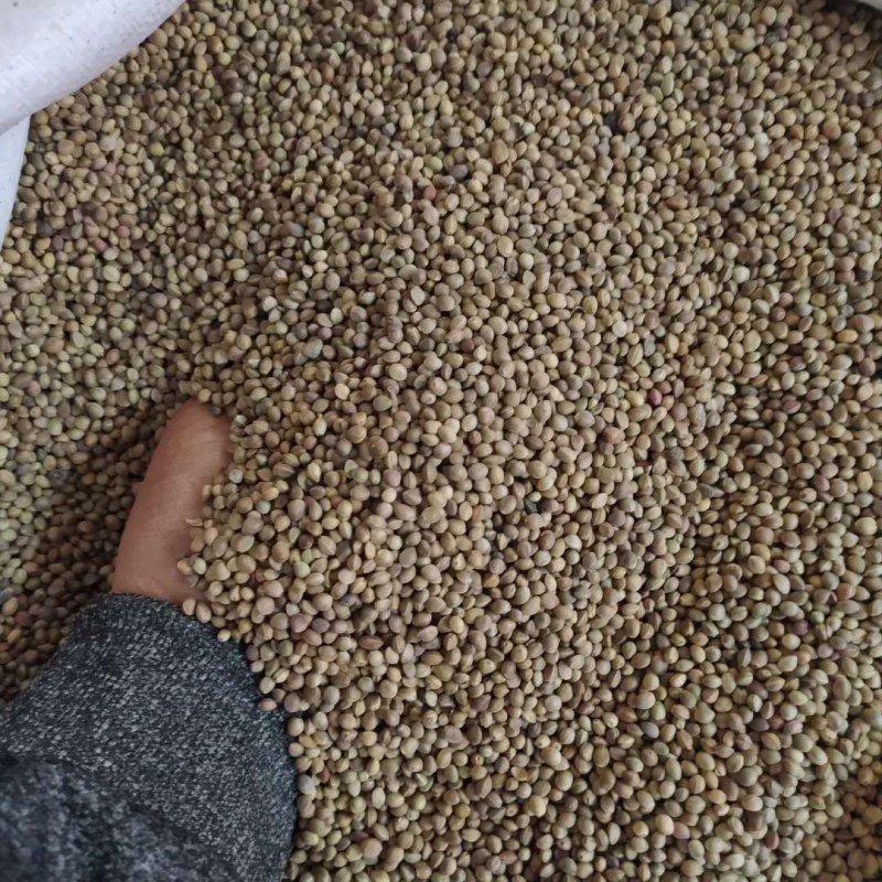 火麻仁产地直供支持线上交易可搭配多品种采购大货联系