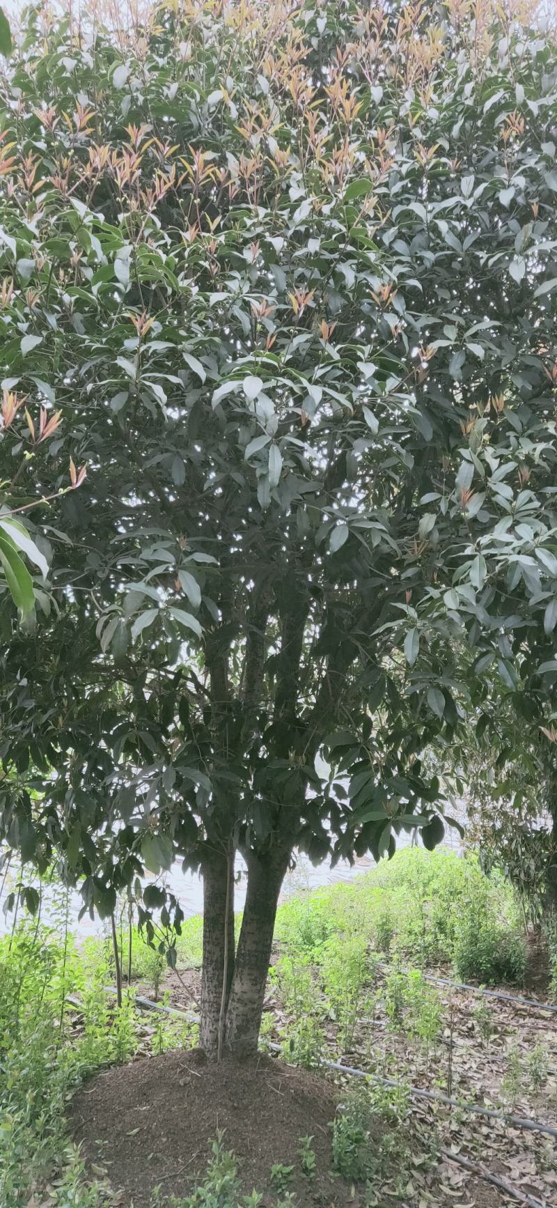 桂花四到十二公分大桂花，金桂花，银桂花，四季桂