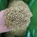 金银花双花二花支持线上交易可搭配多品种采购大货联系