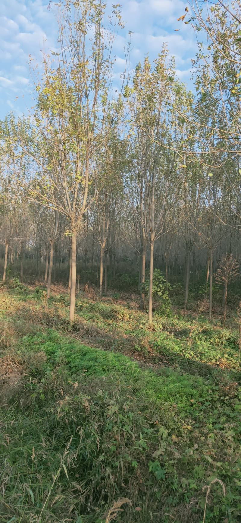 白蜡，4-20公分速生白蜡，老白蜡，4到20公分白蜡