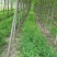 白蜡，4-20公分速生白蜡，老白蜡，4到20公分白蜡
