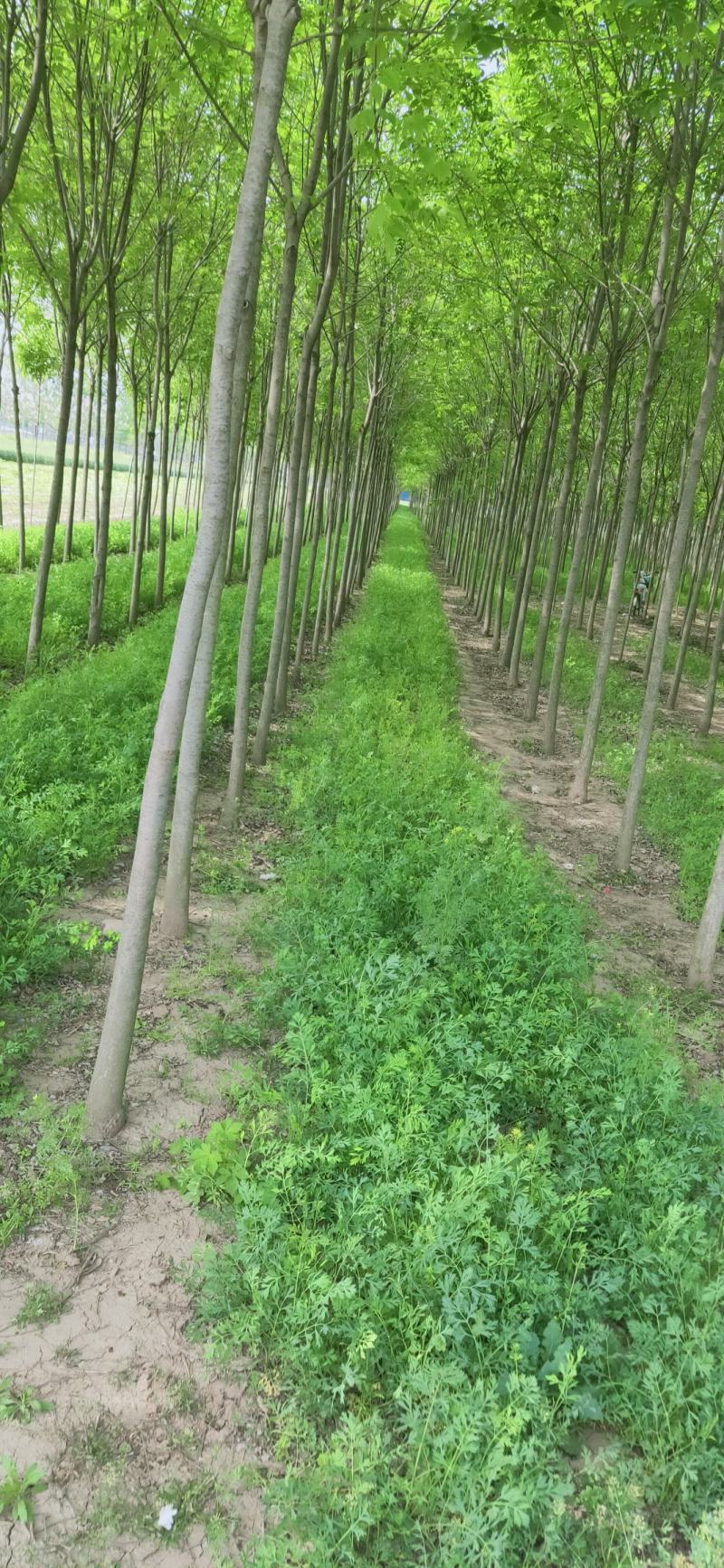 白蜡，4-20公分速生白蜡，老白蜡，4到20公分白蜡