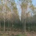 白蜡，4-20公分速生白蜡，老白蜡，4到20公分白蜡