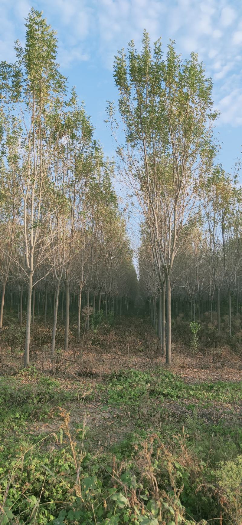 白蜡，4-20公分速生白蜡，老白蜡，4到20公分白蜡