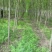 白蜡，4-20公分速生白蜡，老白蜡，4到20公分白蜡