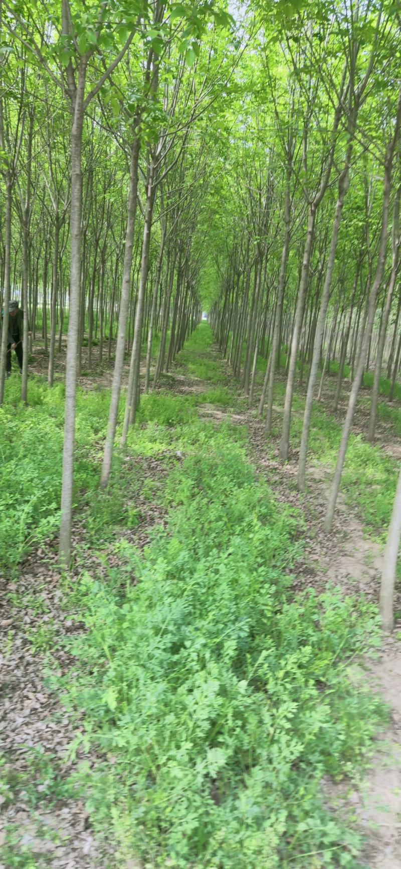 白蜡，4-20公分速生白蜡，老白蜡，4到20公分白蜡