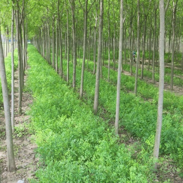 白蜡，4-20公分速生白蜡，老白蜡，4到20公分白蜡