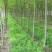 白蜡，4-20公分速生白蜡，老白蜡，4到20公分白蜡