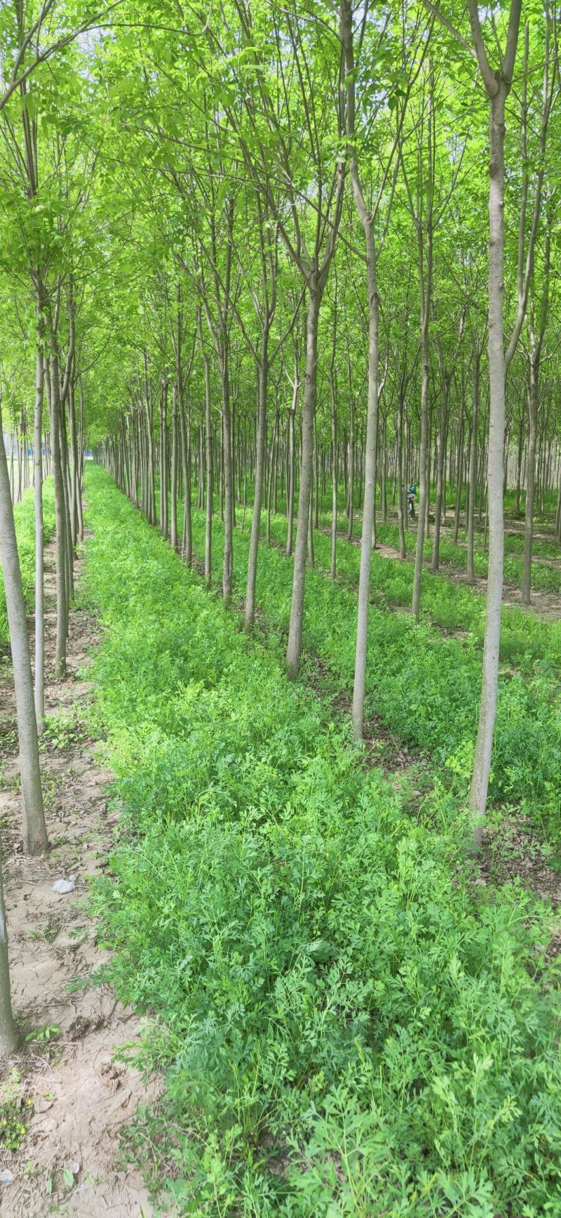 白蜡，4-20公分速生白蜡，老白蜡，4到20公分白蜡