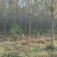 白蜡，4-20公分速生白蜡，老白蜡，4到20公分白蜡