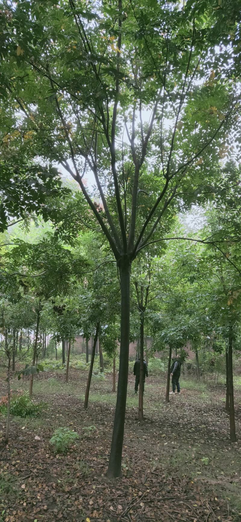 栾树4到20栾树南栾，精品一级2米到3米高