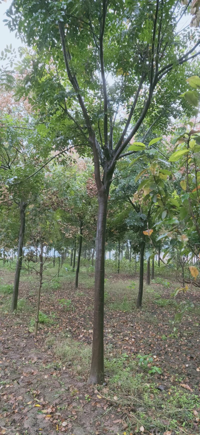 栾树4到20栾树南栾，精品一级2米到3米高