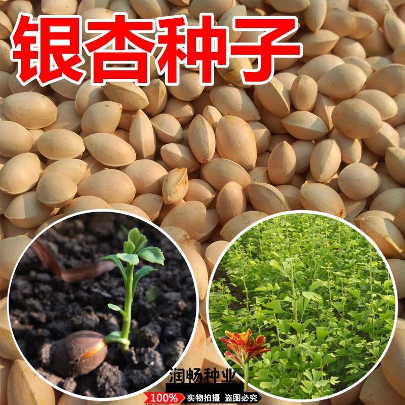银杏种子精选优质种子白果种子银杏树种子苗木树种子