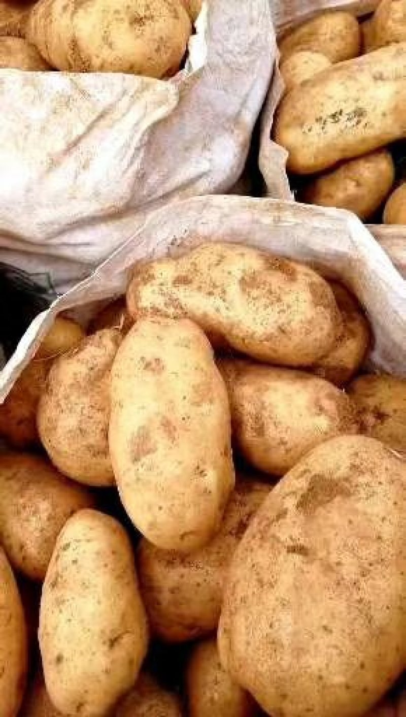 土豆云南丽薯六号大量有现货