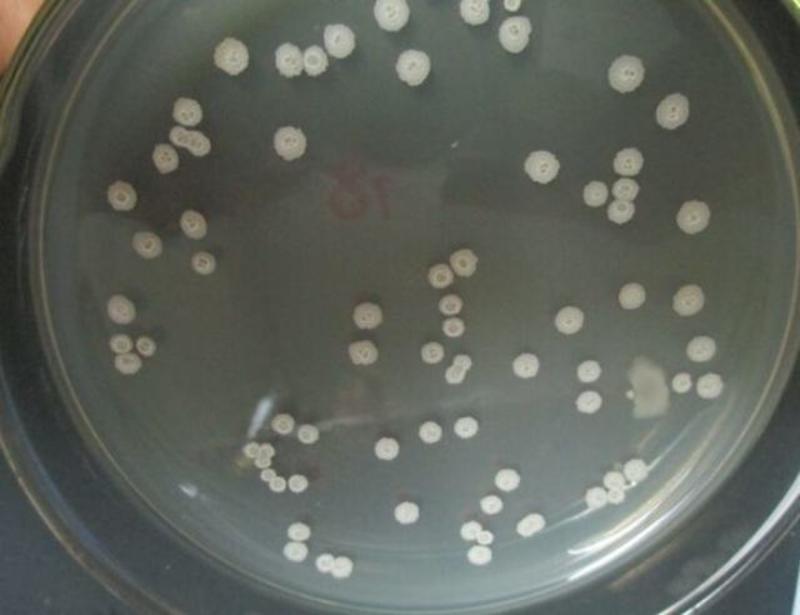 地衣芽孢杆菌1000亿cfu/g水溶生物菌肥添加促进生根