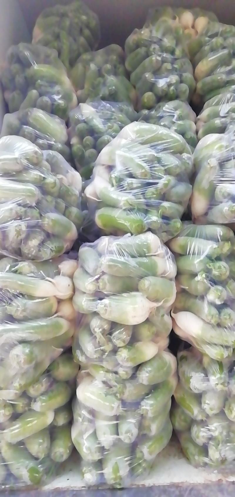 水洗青萝卜，河南周口青萝卜大量供应，诚信经营，长期合作。