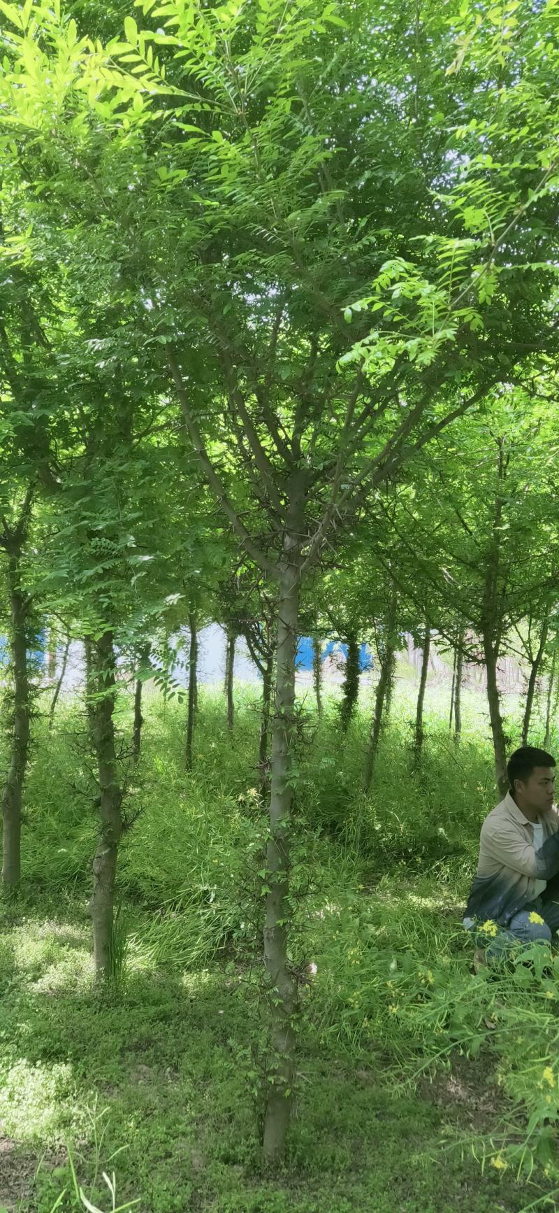 皂角。6到12公分皂角树，皂角小苗，皂角。